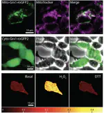 Subcellular antioxidant defense via redox-reactive fluorescent sensor