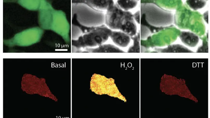 Subcellular antioxidant defense via redox-reactive fluorescent sensor